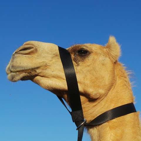 Photo: Sundowner Camel Tours